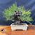 Here is a long, descriptive alt text for the image, incorporating the requested keywords naturally:

"A mature, seed-grown Japanese Black Pine bonsai, cultivated since 1987, showcasing its powerful and one-of-a-kind character. The tree features a thick, sturdy trunk covered in deeply textured, rugged dark bark that conveys a sense of great age and resilience. Dense clusters of long, vibrant green needles radiate from a complex, well-established branch structure, with subtle training wire visible on several branches indicating years of expert shaping and care. The bonsai is housed in a shallow, rectangular cream-colored ceramic pot, which is displayed on a polished, natural-edged wood slab featuring rich grain patterns and unique knots. Set against a dark, solid fabric backdrop, the entire composition highlights the strength, balance, and refined artistry of this heritage Japanese Black Pine specimen."
