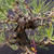 A detailed, close-up photograph showcasing the intricate upper structure of a one-of-a-kind, seed-grown Japanese Black Pine bonsai tree dating back to 1987. The image highlights the tree's remarkably rugged and deeply fissured dark brown bark, conveying a sense of great age and character. A powerful branch structure radiates from the central trunk, with each secondary branch meticulously wrapped in thick, copper-colored bonsai wire to guide its growth and form. Bunches of long, vibrant green pine needles sprout from the branch tips, creating a striking contrast against the textured wood and the solid, dark charcoal background. Near the bottom of the frame, a small pink plastic identification tag with a serial number is looped around one of the textured branches. This close-up view emphasizes the careful artistry and years of dedication involved in styling this mature Japanese Black Pine specimen.