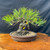 A one-of-a-kind seed-grown Japanese Black Pine Shohin bonsai tree sits in a shallow, unglazed brown ceramic pot. The tree is characterized by a powerful, thick, and aged trunk with deeply textured, corky bark and a dramatic twist. Its sprawling root base, or nebari, firmly anchors the tree into a grainy soil mix. The classic low canopy features long, stiff, bright green needles arranged in dense clusters across horizontally spreading branches, some of which are expertly shaped with bonsai wire. The entire composition is displayed on a polished, natural-edged wooden slab against a stark black backdrop, highlighting the tree's rugged beauty and miniaturized scale.
