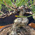A detailed close-up of a Japanese Black Pine Shohin bonsai, emphasizing its exceptionally powerful and thick trunk with rugged, aged corky bark in shades of grey. The trunk features a dramatic, sharp horizontal bend that gives the tree its characteristic squat and strong appearance. A circular pruning scar is visible on the bend of the trunk. At the base, thick surface roots (nebari) spread into a grainy soil mix within a dark ceramic pot. The upper portion of the tree shows several branches extending horizontally, each carefully wrapped in dark training wire to shape a classic low canopy. Bunches of long, stiff dark green needles sprout from the branch tips against a solid black background.
