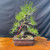 A mature, seed-grown Japanese Black Pine bonsai tree is presented in an informal upright style against a stark black background. The tree features a thick, rugged trunk with deeply fissured, cork-like bark, exhibiting a graceful "S" curve that adds a sense of age and character. Its refined branch structure is expertly trained into a balanced, triangular silhouette, with each branch supporting dense clusters of long, vibrant green needles characteristic of the species. 

A small pink identification tag is attached to the mid-section of the trunk. The tree is planted in a shallow, rectangular, unglazed ceramic pot with a reddish-brown hue, filled with a well-draining granular bonsai soil mix. A patch of green moss grows at the base of the trunk, adding a natural touch. The entire composition sits upon a polished, natural-edge wooden display board with a rich grain, highlighting the one-of-a-kind nature of this artistic specimen.