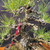 A detailed close-up of a mature, seed-grown Japanese Black Pine bonsai tree. The tree features a rugged, thick trunk with deeply fissured, craggy bark that transitions into a refined branch structure. The branches are meticulously shaped using black and copper bonsai wire to create a balanced, aesthetic form. Clusters of vibrant, long green needles sprout from the branches, with some needles showing slight yellowing at the tips. A red plastic identification tag is attached to a lower branch. The base of the trunk is nestled in a ceramic pot filled with a grainy bonsai soil mixture and patches of green moss, all set against a solid dark background that emphasizes the tree's intricate textures.