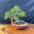 An eye-level studio shot features a specimen Japanese Black Pine (Pinus thunbergii) bonsai tree, notable for its exceptionally massive and intricate radial root base, or nebari. The aged, greyish roots are thick and intertwined, flaring out dramatically from the base of the trunk to create a powerful sense of stability and maturity. The rugged, textured trunk is short and thick, leaning slightly to the left before branching out into several dense pads of healthy, dark green needles. 

Fine brown training wire is visible on the branches, used to meticulously shape the foliage into a balanced, triangular silhouette. The bonsai is planted in a shallow, unglazed Yixing clay pot with a reddish-brown hue, featuring a scalloped rim and small decorative feet. The tree and its pot are displayed on a polished, natural-edged wood slab with a visible knot hole, set against a dark, draped navy-blue fabric background that emphasizes the tree's striking form and vibrant green needles. A small yellow identification tag is tucked near the base of the trunk, marking it as a one-of-a-kind collector's piece.