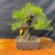 This one-of-a-kind Japanese Black Pine bonsai tree is showcased against a stark black background, emphasizing its powerful form. It features an exceptionally thick, chunky trunk with aged, rugged bark that is deeply textured and fissured, showing years of careful cultivation. The powerful root base, or nebari, flares out to provide a sense of stability within its rectangular, unglazed brown ceramic pot. Its branches, some of which are carefully shaped with training wire, are covered in dense clusters of vibrant, upright green needles typical of the species. The entire bonsai sits upon a polished, natural wood display slab with a rich, swirling grain. A small yellow and red identification tag is visible, attached to one of the lower left branches.