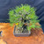 This one-of-a-kind Japanese Black Pine bonsai tree is presented against a dark, minimalist background that highlights its striking features. The tree boasts a thick, chunky trunk with deeply textured, rugged bark that gives it a mature and weathered appearance. Its dense canopy is a vibrant shade of green, composed of short, upright needles that have been meticulously refined into a rounded silhouette.

Visible copper wiring on the branches indicates professional training and styling, a hallmark of high-quality bonsai cultivation. The tree is planted in a small, rectangular, unglazed ceramic pot in a neutral brown tone, which sits upon a polished, warm-toned wood display slab featuring intricate natural grain patterns. This specimen showcases the classic strength and character for which Japanese Black Pines are celebrated.