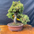 A detailed, 35-year-old Japanese Garden Juniper (Procumbens Nana) bonsai tree, famously known as the classic "Karate Kid" tree. The bonsai features a massive, thick trunk with deeply textured, weathered bark that exhibits a dramatic, twisting S-curve. Dense, vibrant green needle-like foliage is expertly pruned into thick, rounded clouds, with lighter lime-green tips showing healthy new growth.

The tree is anchored in a shallow, round, unglazed reddish-brown ceramic pot. Fine surface roots and patches of green moss are visible atop the dark soil at the trunk’s base. A small yellow identification tag is attached to the lower section of the trunk with a thin pink wire. The entire composition rests on a polished, live-edge wooden slab with a rich, swirling grain, set against a matte black fabric backdrop that emphasizes the tree's intricate silhouette and rugged texture.