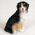 A detailed, hand-painted miniature figurine of a Bernese Mountain Dog, designed as a decorative accessory for a bonsai tree or miniature garden. The figurine depicts the dog in a classic sitting pose, looking slightly upward with a friendly and alert expression, its pink tongue playfully hanging out. 

The statue features the breed’s signature tricolor coat with a textured finish that mimics the appearance of thick fur. It has a predominantly black body and head, a stark white chest, muzzle, and paws, and warm rust-colored accents on its legs and above its eyes. The craftsmanship highlights the fine details of the dog’s face and the wavy texture of its coat, making it a charming addition for pet lovers or collectors looking to add a lifelike touch to their bonsai display.