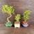 Tropical Trio Beginner Pre-Bonsai Kit (Dwarf Jade + Hawaiian Umbrella + S-Trunk Tiger Bark Ficus) – Includes 3 Ceramic Pots