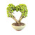 An indoor Dwarf Jade bonsai tree, scientifically known as Portulacaria afra, meticulously trained into a romantic heart shape. The plant features thick, textured, beige trunks that branch out from the base in a V-formation, supporting two dense, rounded canopies of small, fleshy, bright green succulent leaves that meet at the top to complete the heart silhouette. 

The bonsai is expertly potted in a shallow, cream-colored Japanese ceramic pot with a subtle horizontal ribbed texture. The tree is anchored in a professional bonsai soil mix consisting of small, multi-colored pebbles and granular grit. Set against a stark white background, the image highlights the sculptural beauty and vibrant greenery of this unique succulent bonsai, often used as a symbolic gift for special occasions.