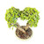 A high-angle studio shot of a unique heart-shaped Dwarf Jade bonsai tree (Portulacaria afra) presented against a clean white background. Two thick, corky, light-brown trunks emerge from the center of a round, cream-colored Japanese ceramic pot, curving outward and then back inward at the top to form a perfect heart silhouette. The canopy is densely packed with small, fleshy, teardrop-shaped succulent leaves in a vibrant bright green hue. Subtle training wires are visible along the branches, showing the careful artistry used to maintain its romantic shape. The base of the tree is set in a well-draining soil mix topped with decorative multi-colored pebbles in shades of tan, grey, and terracotta. This 14-inch tall bonsai is a living sculpture that combines the hardy nature of the Dwarf Jade with a sentimental design, making it an ideal gift for special occasions.