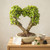 A meticulously trained heart-shaped Dwarf Jade Bonsai (Portulacaria afra) stands approximately 14 inches tall, creating a striking living sculpture. Two thick, textured, light-brown trunks emerge from the center of a shallow, cream-colored Japanese ceramic pot and arch gracefully outward and upward. Their branches, supported by discreet training wires, meet at the top to form the distinct lobes of a large heart shape on a desk