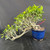 A side-view photograph captures an exquisite Cascade Tiger Bark Ficus bonsai tree, expertly styled to showcase dramatic "imported movement." The tree is planted in a deep, vibrant cobalt-blue glazed Japanese ceramic pot, which provides a striking contrast against a solid black background.

The thick, light greyish-brown trunk emerges from the soil and immediately arches downward and to the left in a graceful cascade style, extending well below the rim of the pot. Its bark is textured with the characteristic horizontal stripes that give the Tiger Bark Ficus its name. Numerous branches grow upwards from this cascading trunk, supporting a dense and lush canopy of small, oval-shaped green leaves. Brighter, yellowish-green leaves at the tips indicate healthy new growth.

At the base of the trunk, where it meets the gritty bonsai soil mix of reddish and grey pebbles, several thick roots are visible. A thin red tag is tucked into the branches near the base. The entire composition is set on a dark, textured wooden surface, highlighting the tree's intricate form and the vivid color of the glazed pot.
