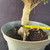 Close-up of the textured trunk on the Dwarf Leaf Hawaiian Umbrella bonsai
