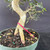 A close-up of an imported Chinese Elm pre-bonsai tree featuring a thick, elegant S-curve trunk with textured light brown bark. The tree sits in a round, sage green plastic training pot filled with dark soil and scattered green slow-release fertilizer pellets. At the base, a strong nebari (root flare) splits into two thick roots. A bright pink plastic identification tag with the white number '19318' is secured around the lower trunk. Starter branches with small, serrated dark green leaves extend from the upper part of the curve and top of the tree, set against a dark, neutral grey background.