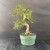 An imported Chinese Elm (Ulmus parvifolia) pre-bonsai tree is featured in a front-facing studio shot. The tree is defined by a thick, textured, light-tan trunk that has been trained into a dramatic S-shaped curve. Small, vibrant green, serrated leaves form a classic two-pad silhouette: one distinct foliage pad extends to the left from the mid-section, while a denser, rounded canopy forms the top of the tree.

The tree is planted in a simple, circular green plastic trainer pot, which is filled with dark soil and sits on a black wooden surface. A thin pink plastic identification tag is fastened around the base of the trunk just above the soil line. The entire composition is set against a dark, matte charcoal grey backdrop, highlighting the intricate branching and vibrant greenery of the specimen.