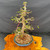 Alternate view of mature Dawn Redwood bonsai with aged trunk character, developing deciduous silhouette, and glazed Yixing pot