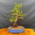Old Dawn Redwood bonsai with powerful base, mature bark, and fresh spring foliage in a blue Yixing ceramic pot