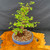 Alternate front view of mature Dawn Redwood bonsai with fresh spring foliage, strong trunk movement, and blue ceramic pot