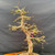Midsection of mature Dawn Redwood bonsai showing refined branching, spring buds, and graceful trunk line