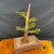 Front angle of mature Dawn Redwood bonsai with rugged trunk character, fresh spring growth, and unglazed rectangular Yixing pot