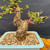 Upper structure of mature Dawn Redwood bonsai with twisting trunk line, wired branch, and emerging spring foliage