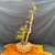 Old Dawn Redwood mother-daughter bonsai with tall elegant movement in handmade Jack Hoover bonsai pot, front view