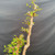 Upper structure of old Dawn Redwood bonsai showing tall mother trunk, daughter trunk foliage, and fresh spring growth