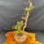 Full view of 35 year old Dawn Redwood mother-daughter bonsai with graceful twin trunk composition and handmade pot

