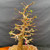 Upper structure of mature Dawn Redwood bonsai with budding spring growth, branch detail, and upright taper