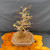 Full view of 35 year old Dawn Redwood bonsai with balanced upright silhouette and unglazed Yixing bonsai pot