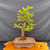 Old Dawn Redwood bonsai in classic upright form, in an unglazed Yixing pot