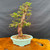 Old Dawn Redwood bonsai with rugged trunk character, compact silhouette, and glazed Yixing bonsai pot, front view