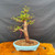 Old Dawn Redwood bonsai with strong trunk line, broad canopy, and blue glazed Yixing bonsai pot, front view