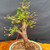 Upper structure of mature Dawn Redwood bonsai with broad branching, fresh spring foliage, and refined apex