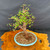 Full view of 35 year old Dawn Redwood bonsai with wide branch spread and blue glazed Yixing bonsai pot