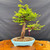 Old Dawn Redwood bonsai photographed May 01, 2026 with strong trunk line, broad canopy, and blue glazed Yixing bonsai pot, front view