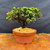Front view of Satsuki Azalea Kazan bonsai tree in 7.5 inch Japanese Tokoname grow pot