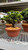 Satsuki Azalea Kazan bonsai tree with compact branching and buds in Japanese Tokoname grow pot