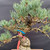 Close up of branching and blue green needles on one of a kind imported Japanese White Pine bonsai