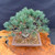 Top view of imported Japanese White Pine bonsai showing canopy structure and branching layout