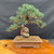 Imported Japanese White Pine bonsai tree in 12 inch ceramic pot front view with heavy trunk movement