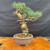 Imported Japanese White Pine bonsai tree front view in 8 inch ceramic pot recovery tree priced to sell