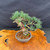 Angled full view of imported Japanese White Pine bonsai showing compact size and developing structure