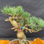 Close up of foliage and branching on one of a kind imported Japanese White Pine bonsai