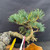 Close up of foliage and branching on one of a kind imported Japanese White Pine bonsai