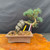 Imported Japanese White Pine bonsai tree front view with dramatic trunk character in 10 inch ceramic pot