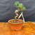 Small imported Japanese White Pine bonsai tree in Tokoname grow pot with twisted trunk and high graft