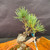 Close up of foliage and branching on one of a kind imported Japanese White Pine bonsai starter tree