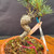Close up of corky twisted trunk on small imported Japanese White Pine bonsai