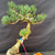 Close up of foliage and branching on one of a kind imported Japanese White Pine bonsai